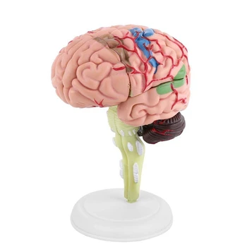 Demontat Modelul Creierului Uman Structurale Anatomie Predare Instrument De Învățare